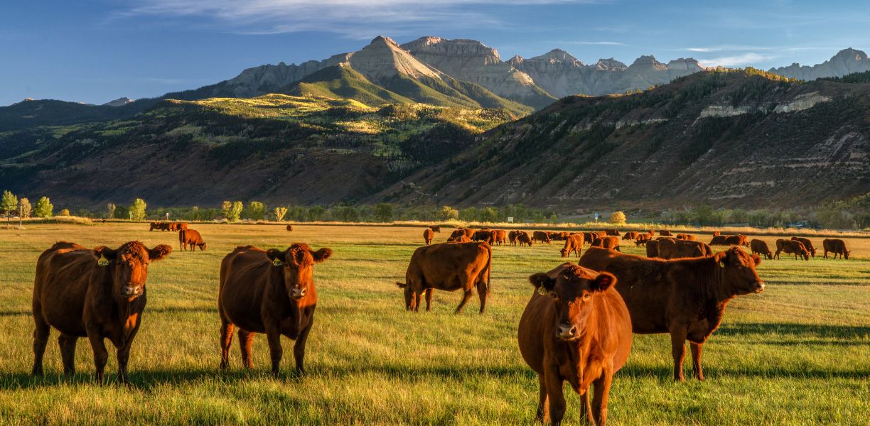 Vet Hospital In Swift Current, SK South West Animal