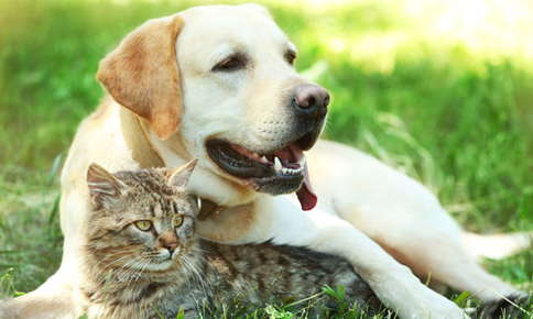 dog and cat sitting outdoors in grass