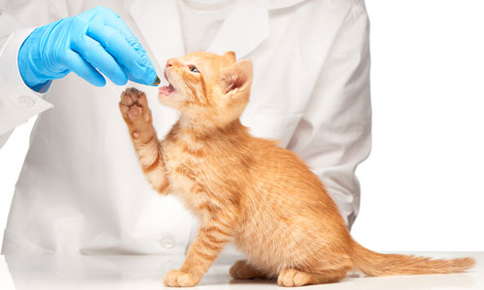 vet with orange cat