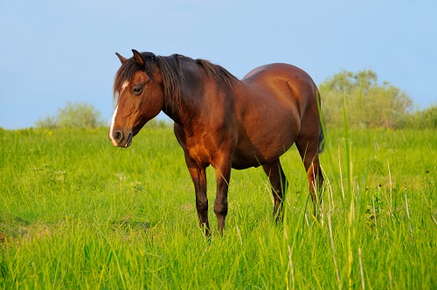 horse in the field