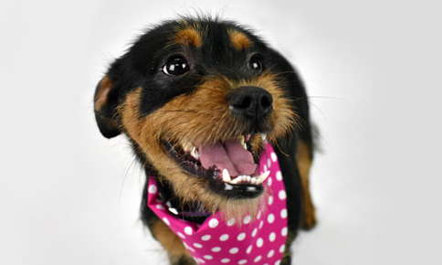 dog smiling with pink bandana