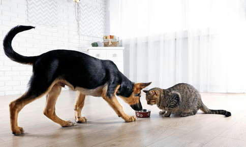 cat and dog eating together in a bowl