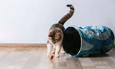 cat playing with ball