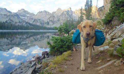 dog carrying luggage