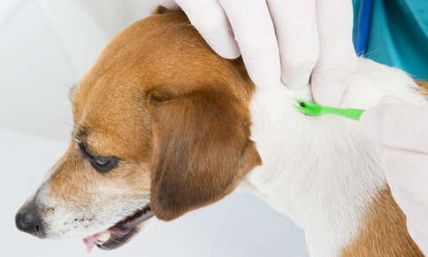 vet examining dog