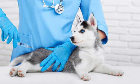 vet examining dog