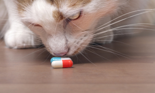 cat eating pills