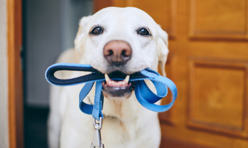 dog with rope in its mouth