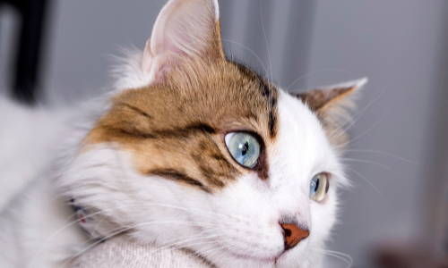 cat with blue eyes and white and brown fur