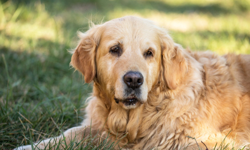 dog sitting in the ground