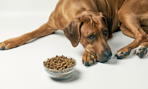 dog sitting next to meal bowl