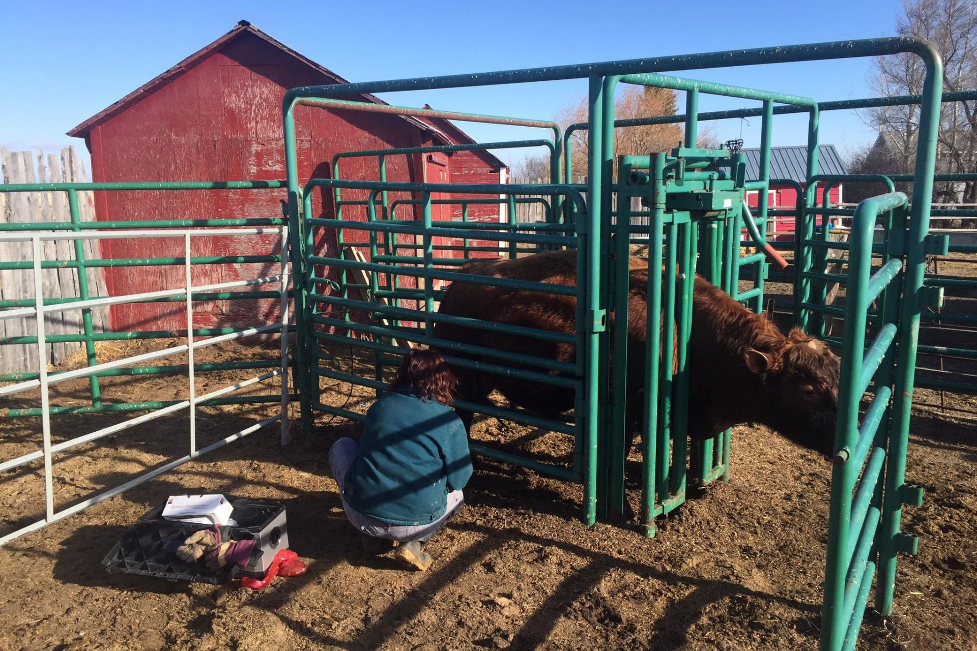 vet taking examining a cow
