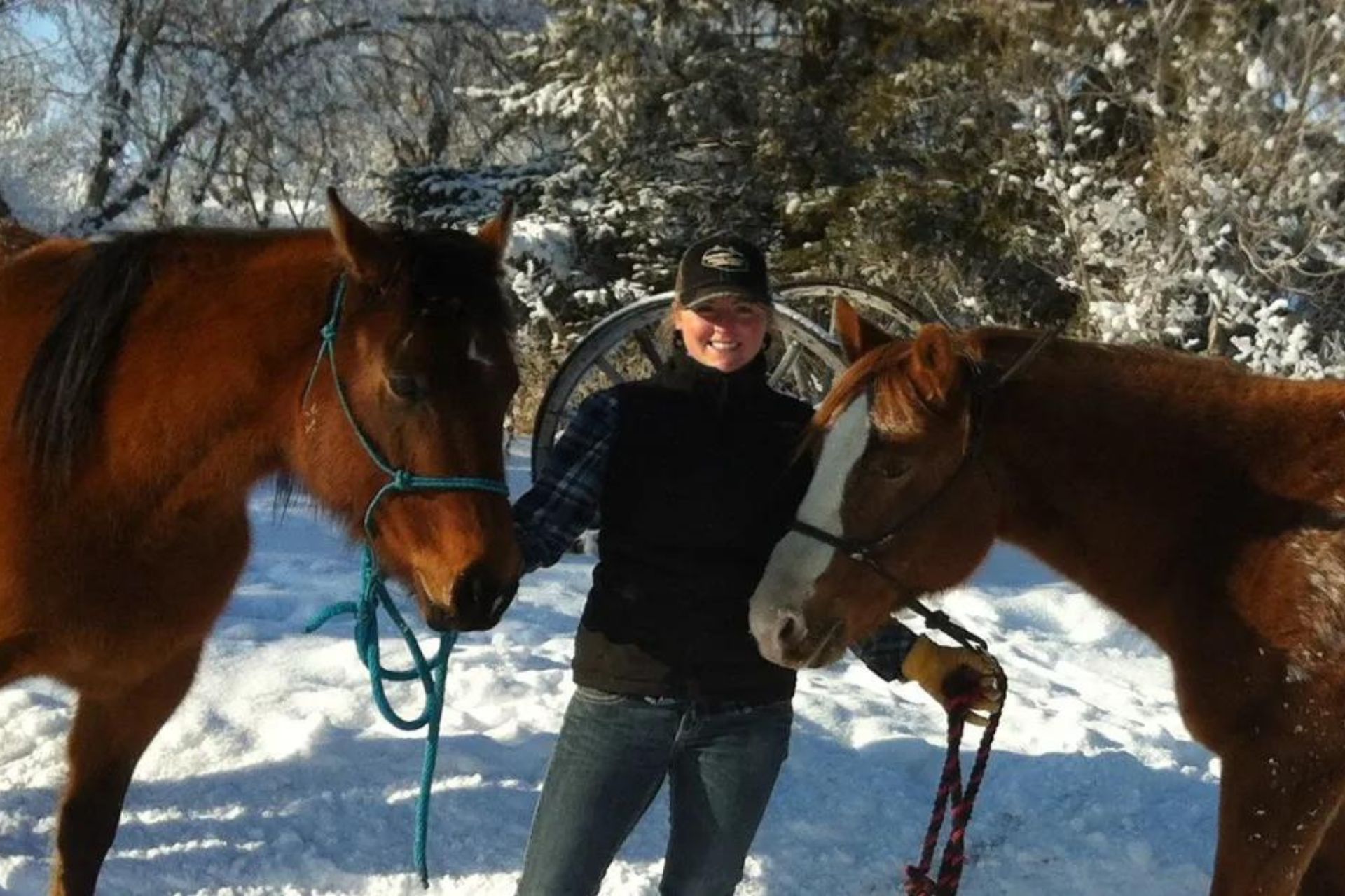 equines