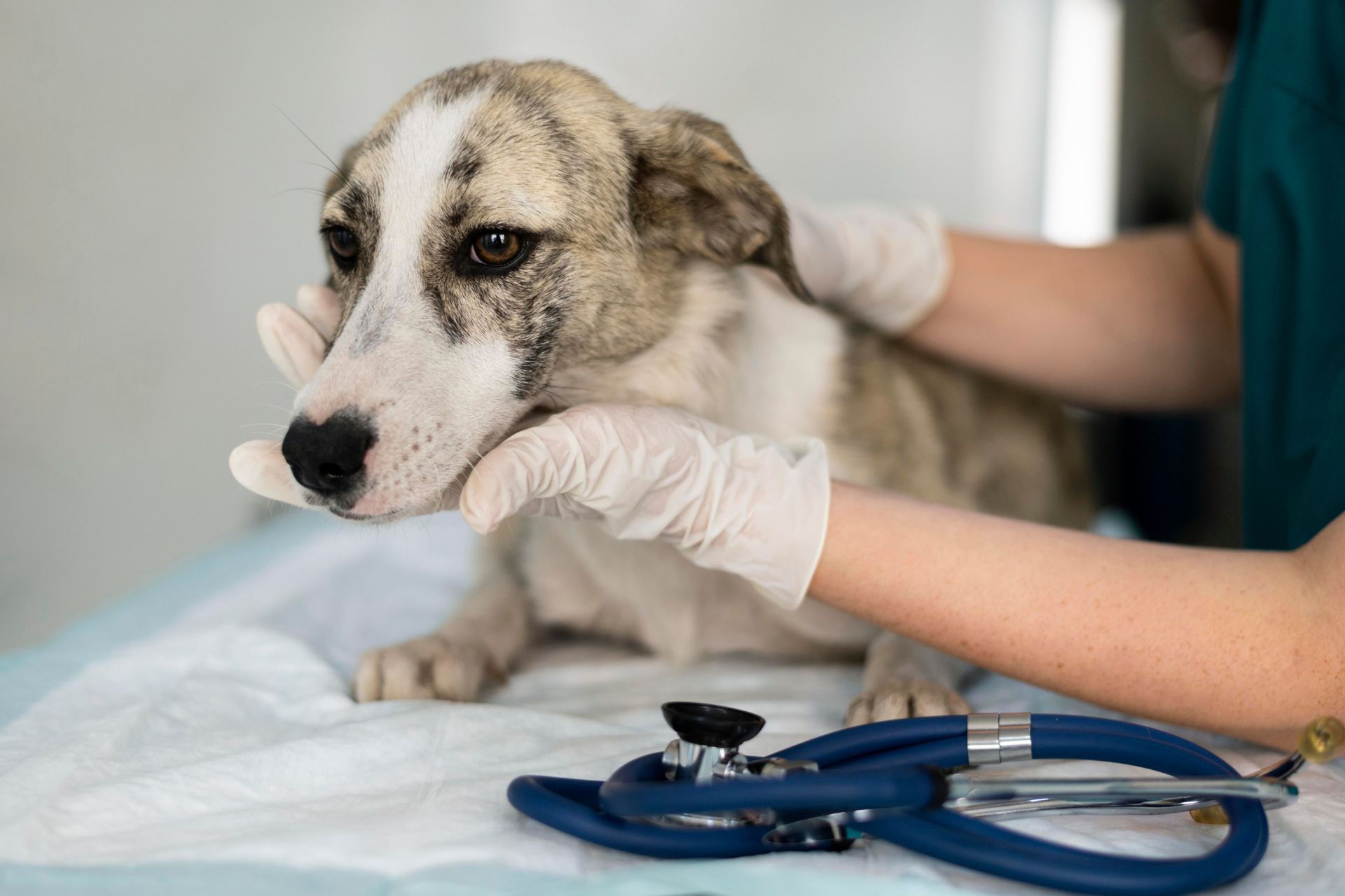 veterinarian taking care of dog