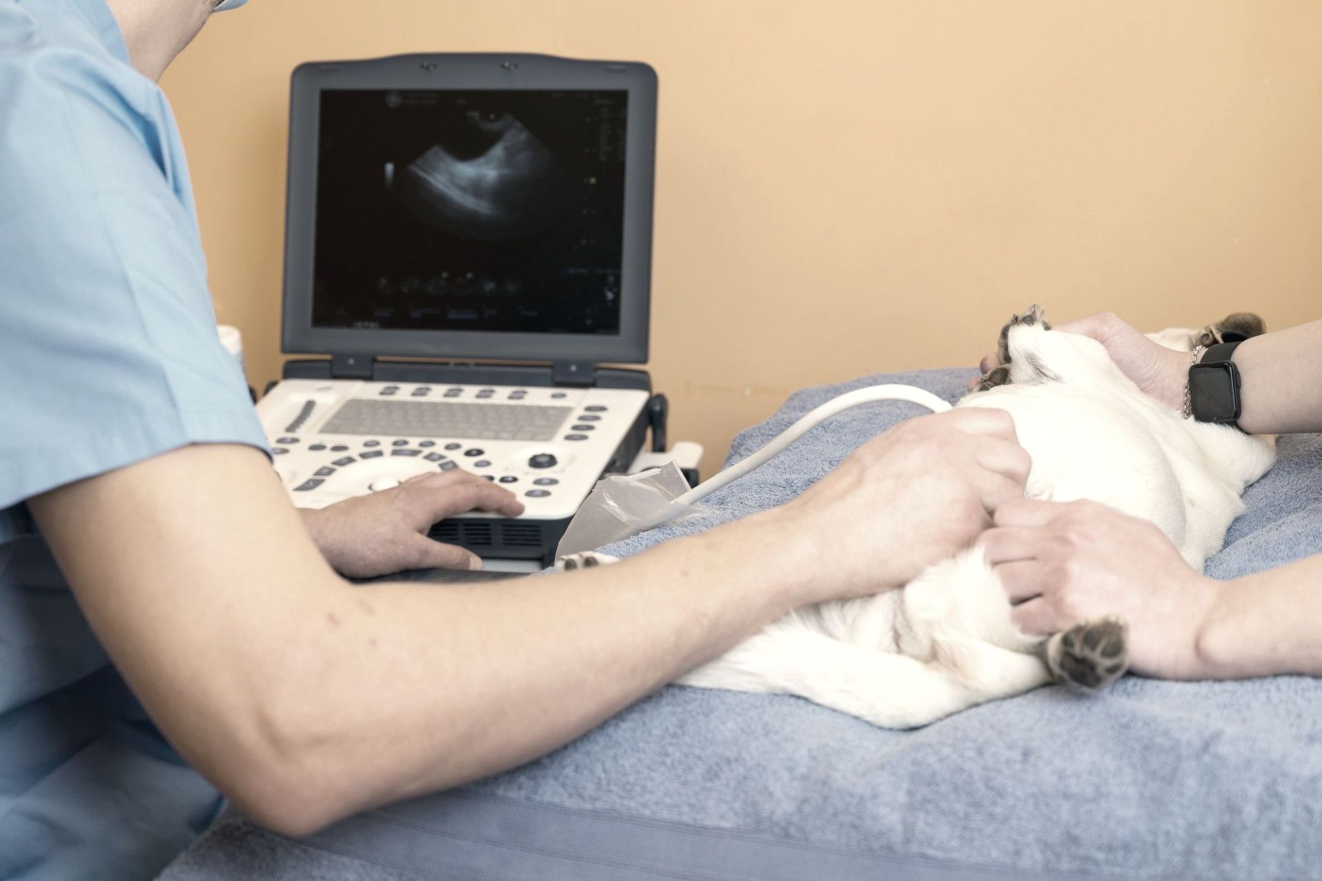 veterinarian doing ultrasound on a dog