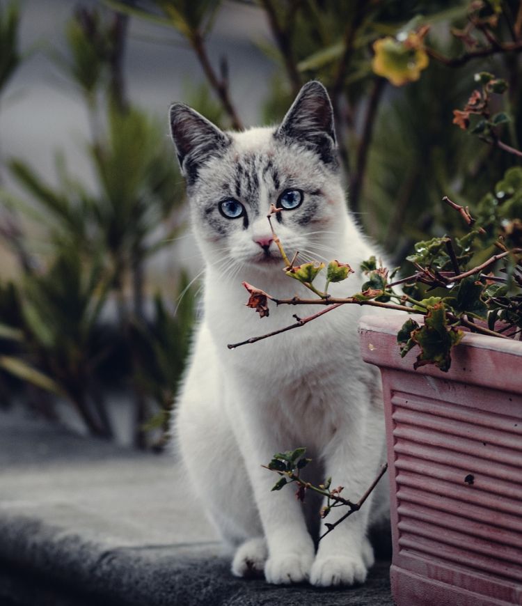 southwest-pet diagnostic imaging inner image cat sitting outdoor