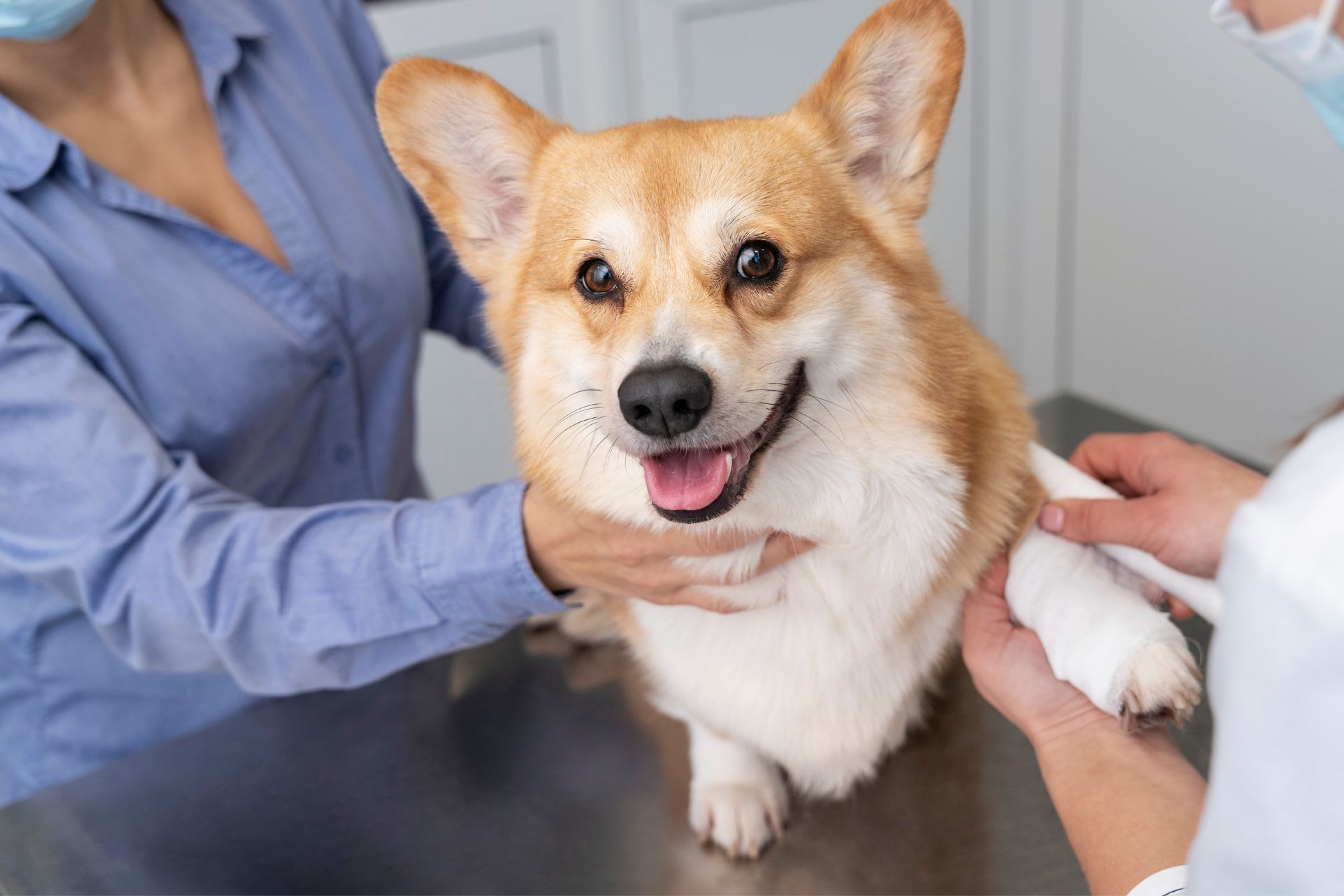 veterinarian taking care of dog