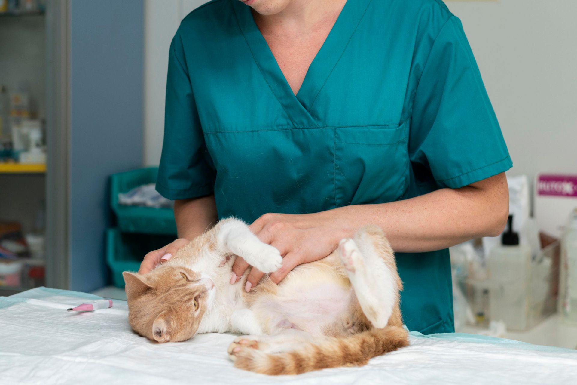 veterinarian taking care of cat