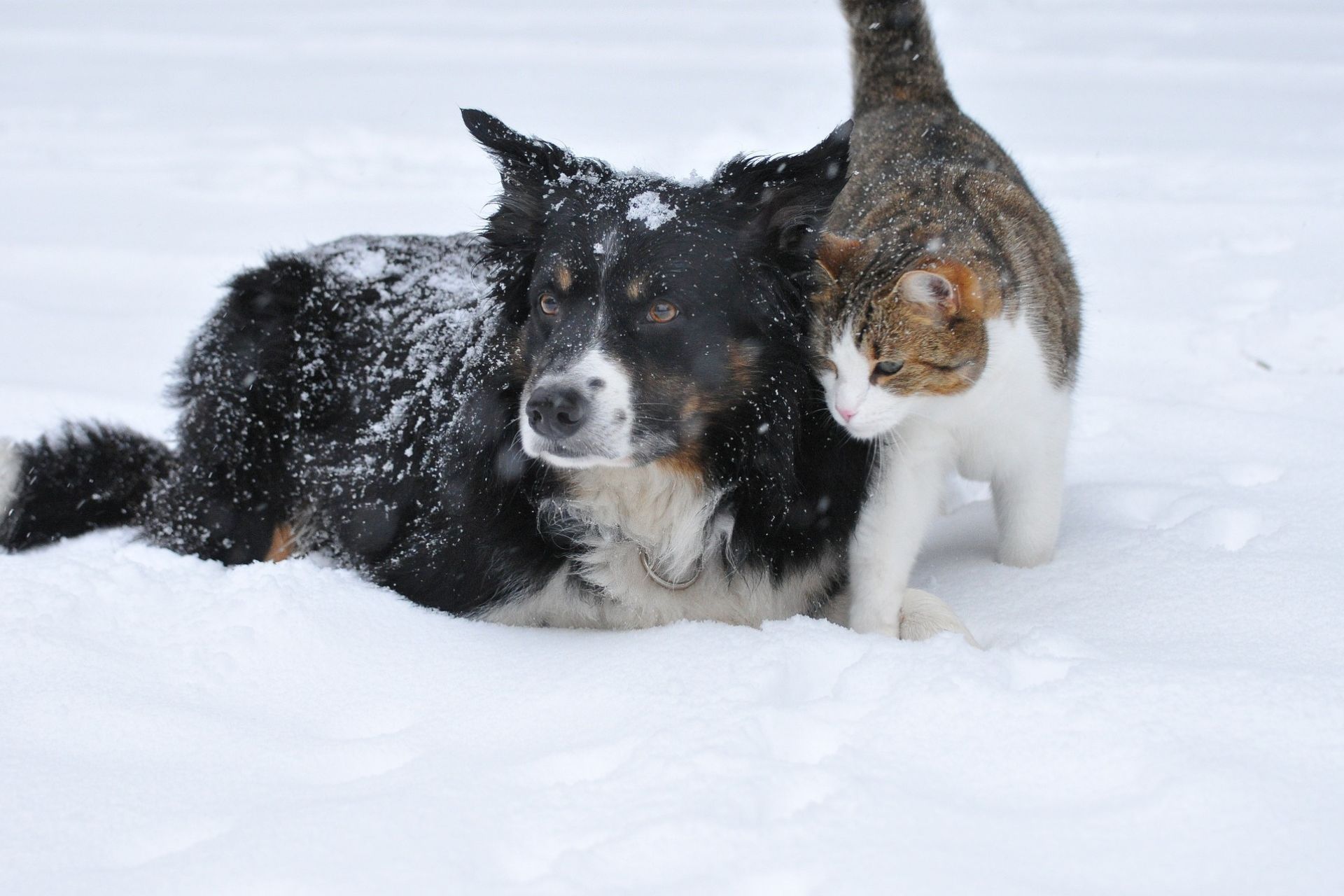 cat and dog enjoying in snow