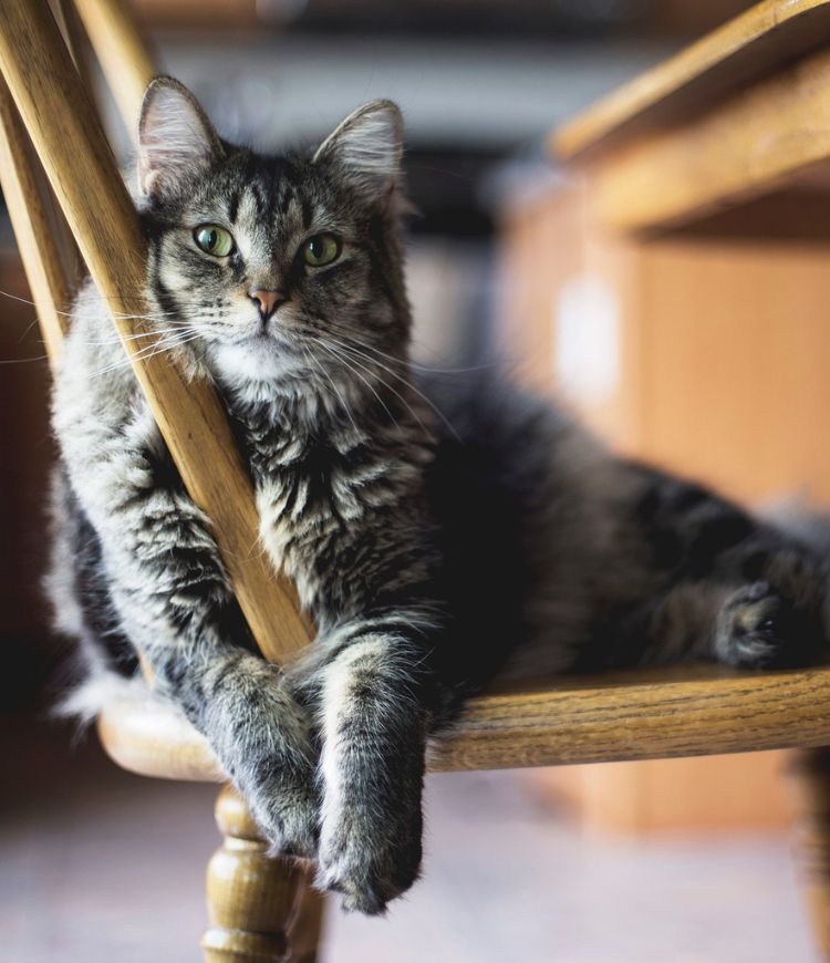 cat sitting on chair