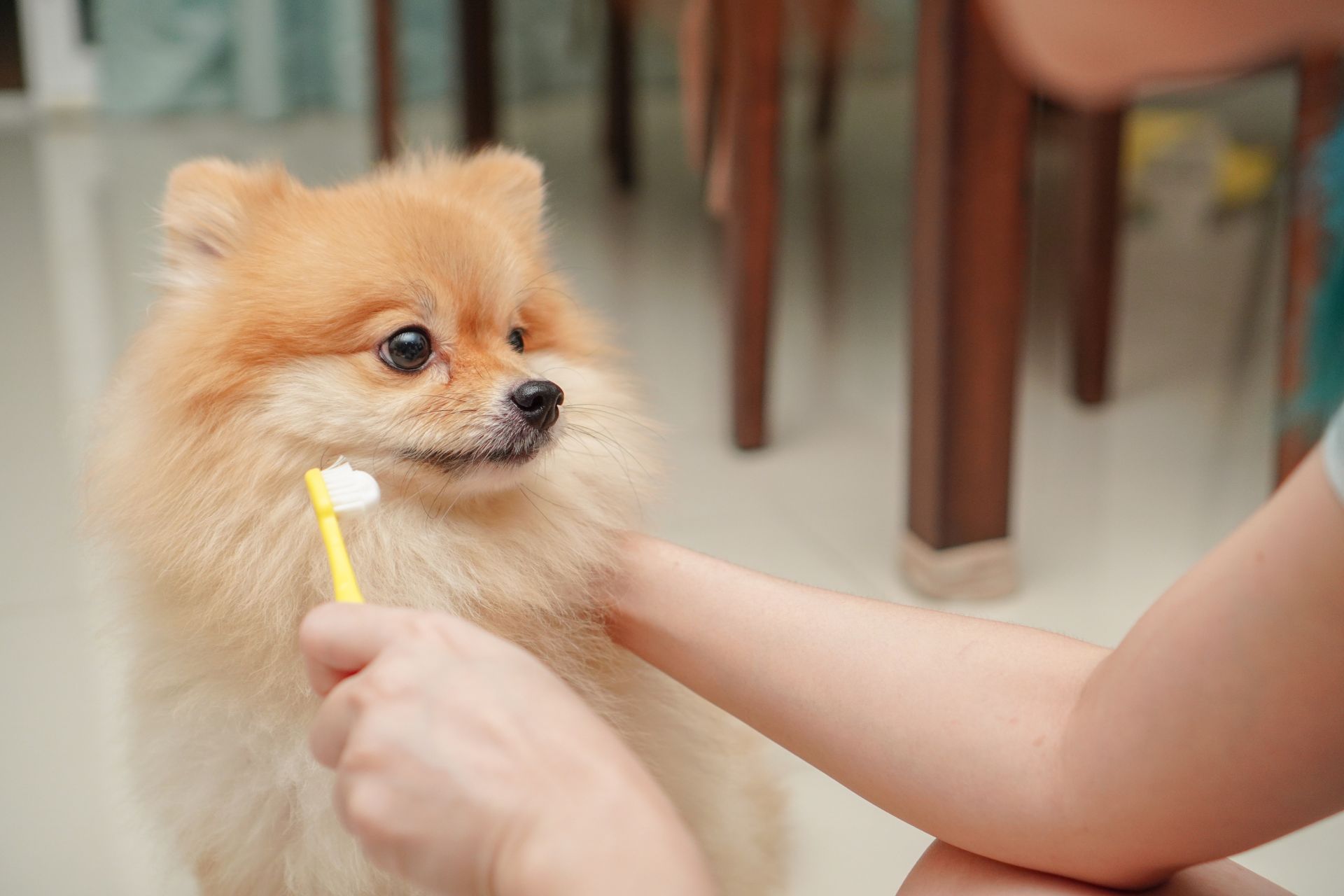 owner brushing dog's teeth