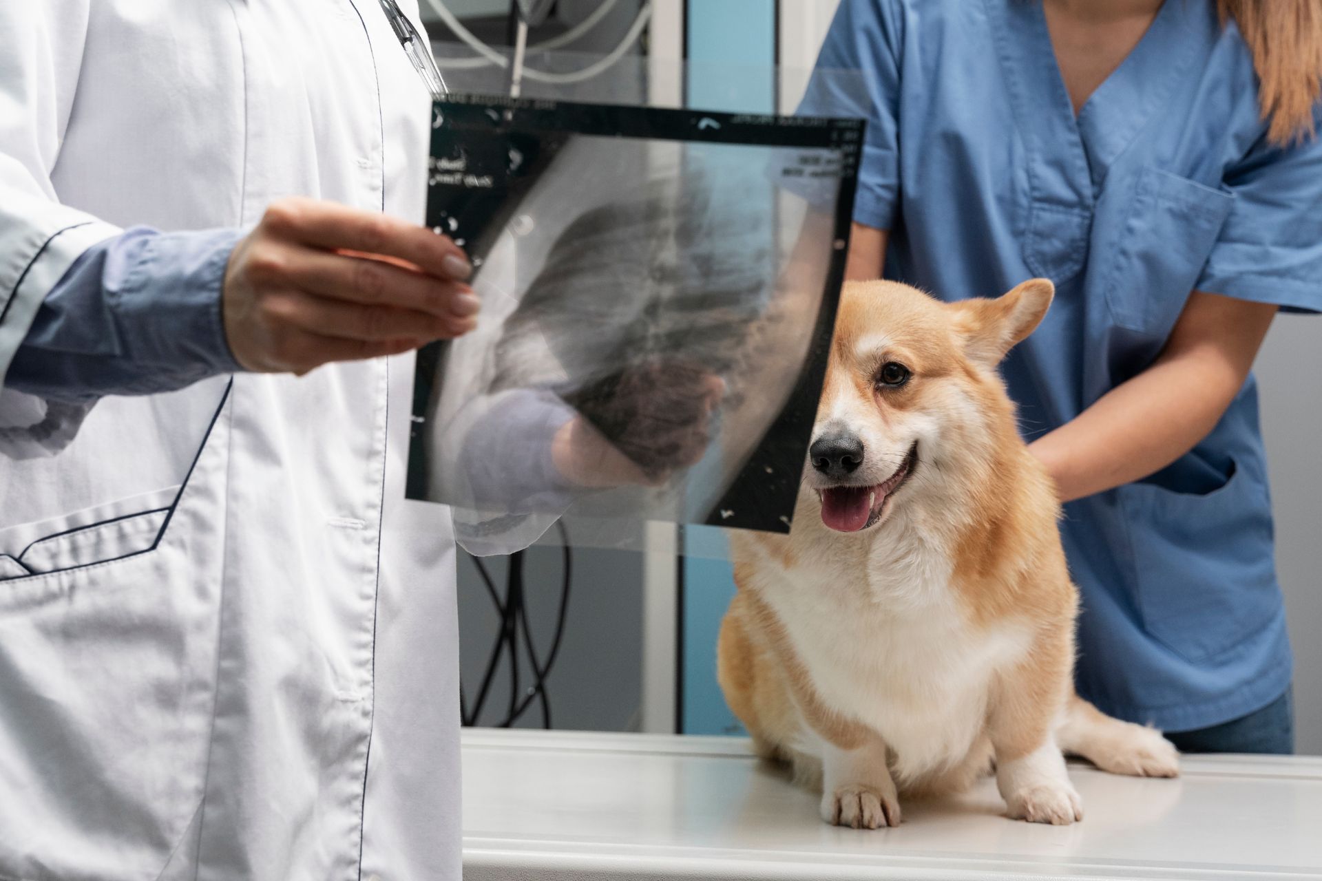 veterinarian holding x-ray