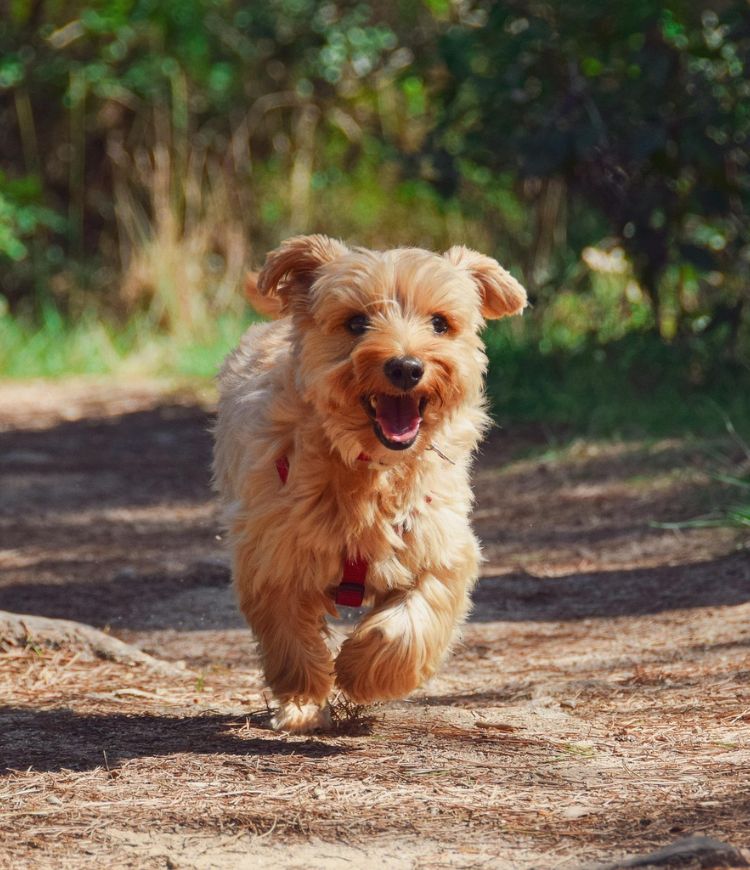 dog outdoor running