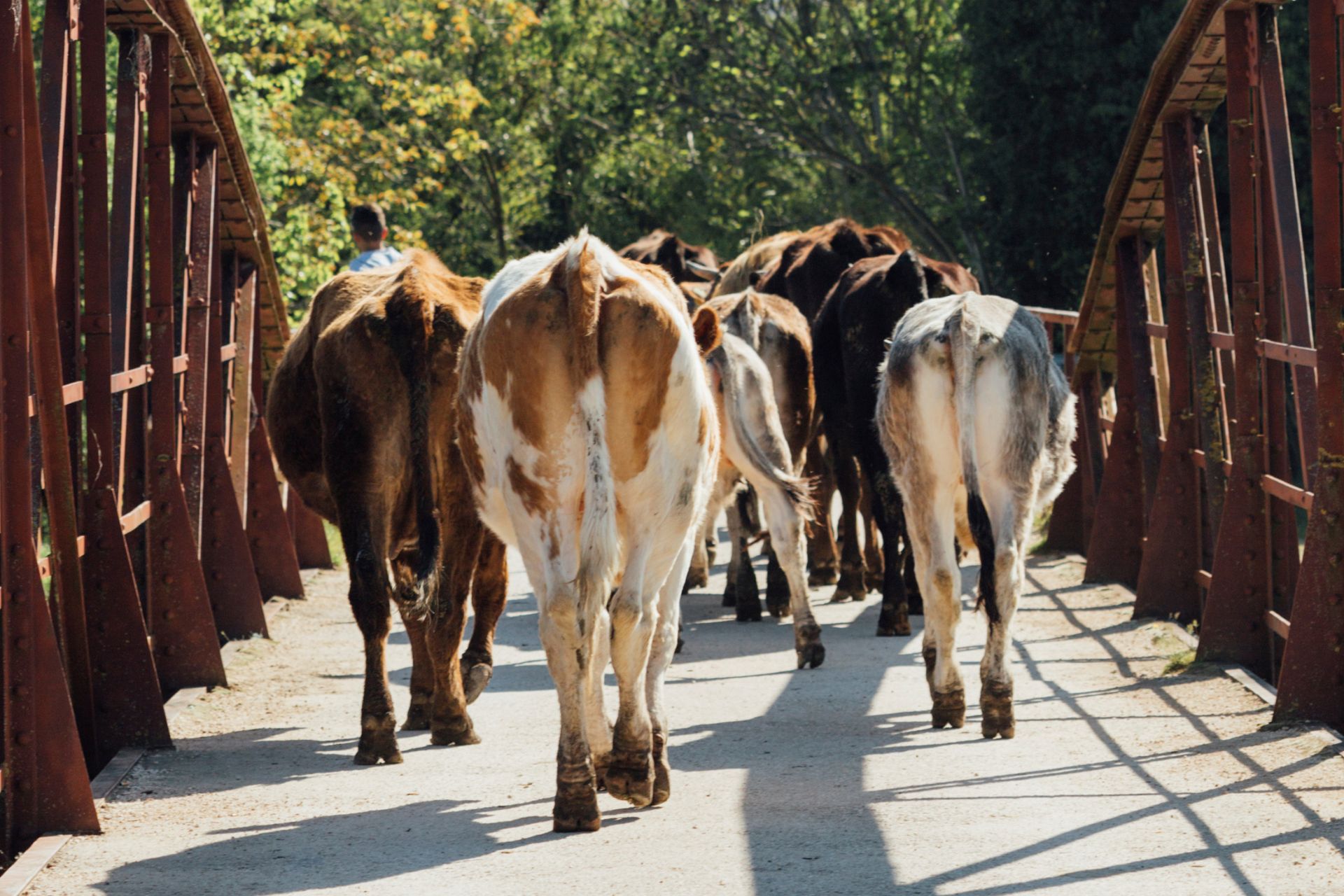 Veterinarian In Swift Current, Saskatchewan S9H3W7 South West Animal