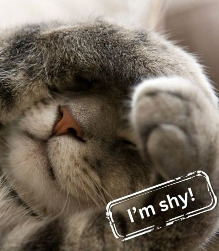 Placeholder Cat Image